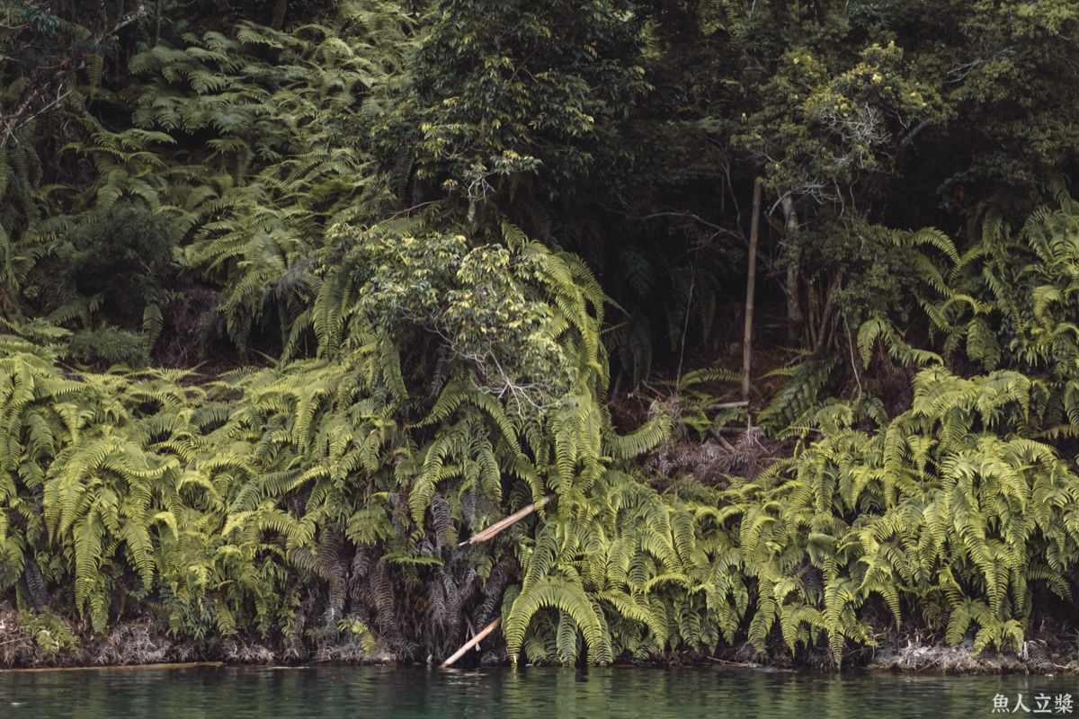 Lush green ferns and tropical vegetation along Sun Moon Lake shoreline